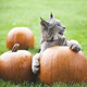 Illustration for article titled Canada Lynx Cub Celebrates Autumn by Nomming Pumpkins